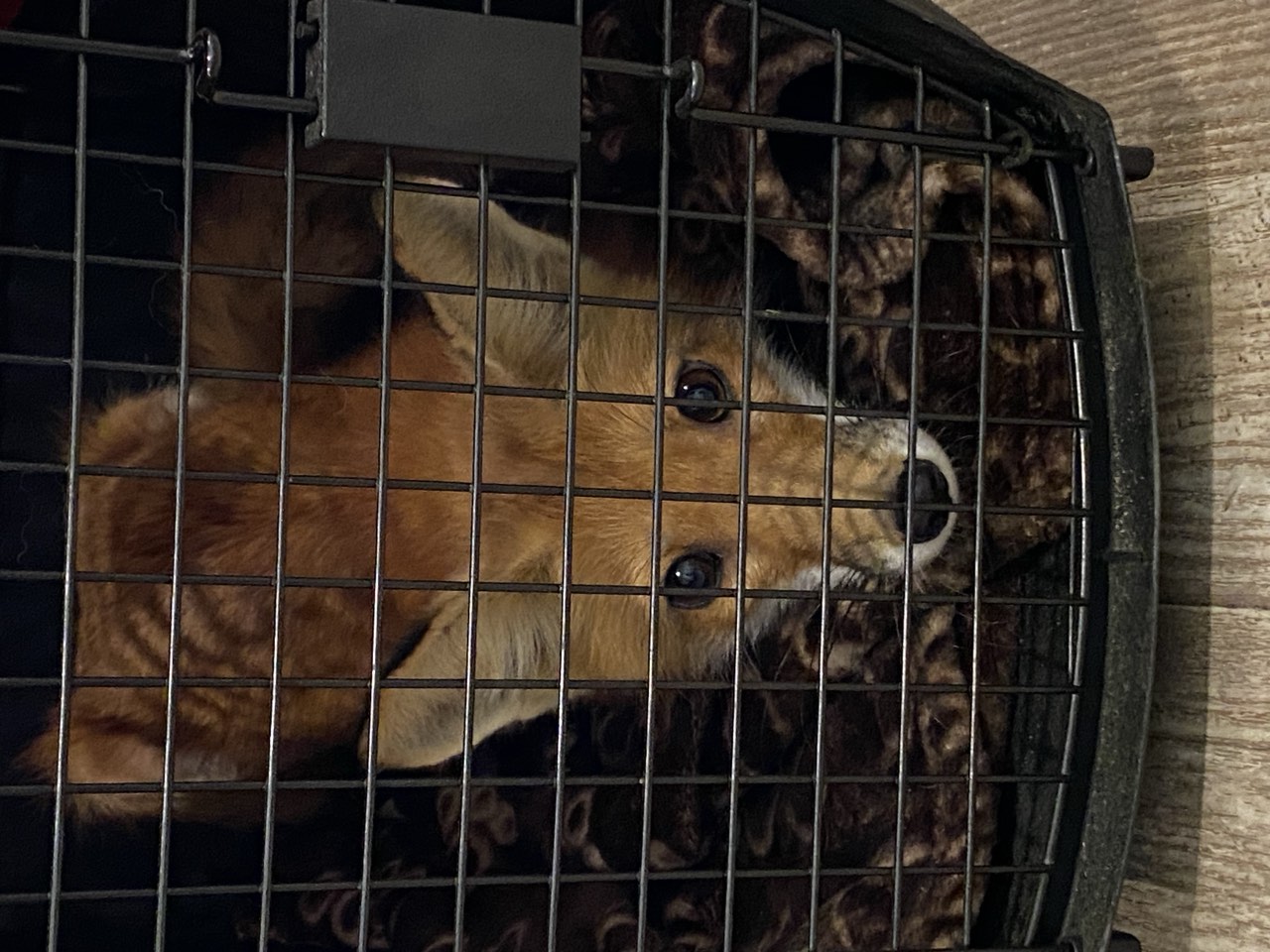 Squirrel care